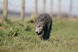 BEDLINGTON TERRIER 195